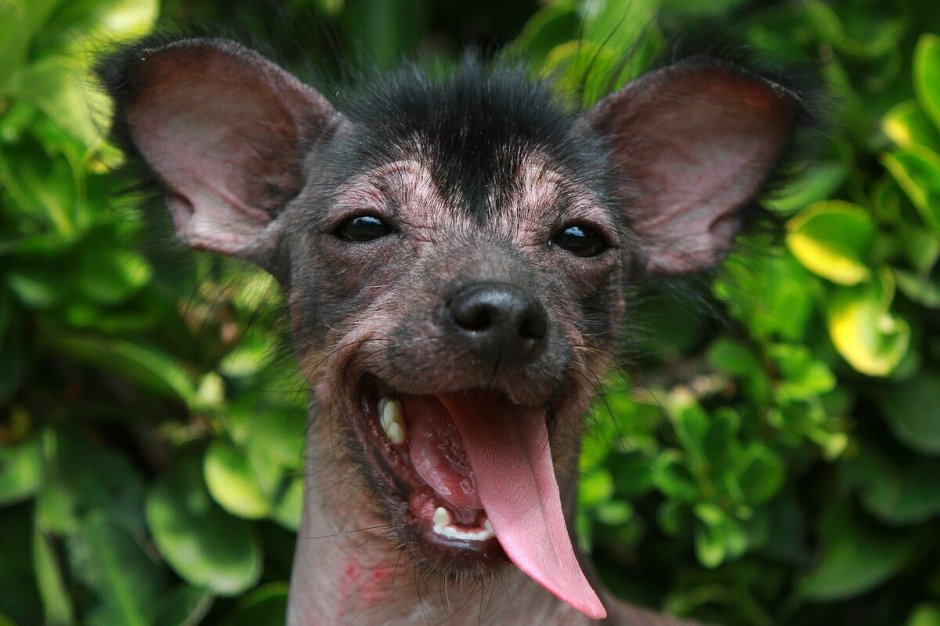 Перуанская Орхидея инков пуховка