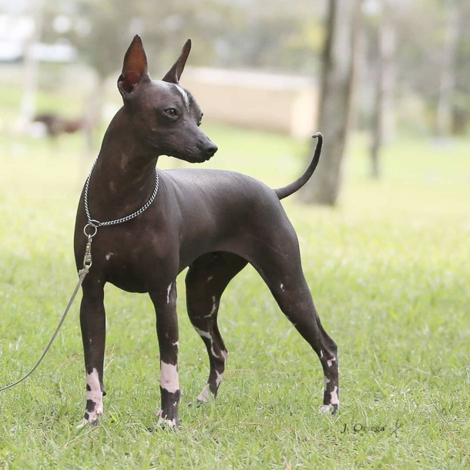 Мексиканский ксоло