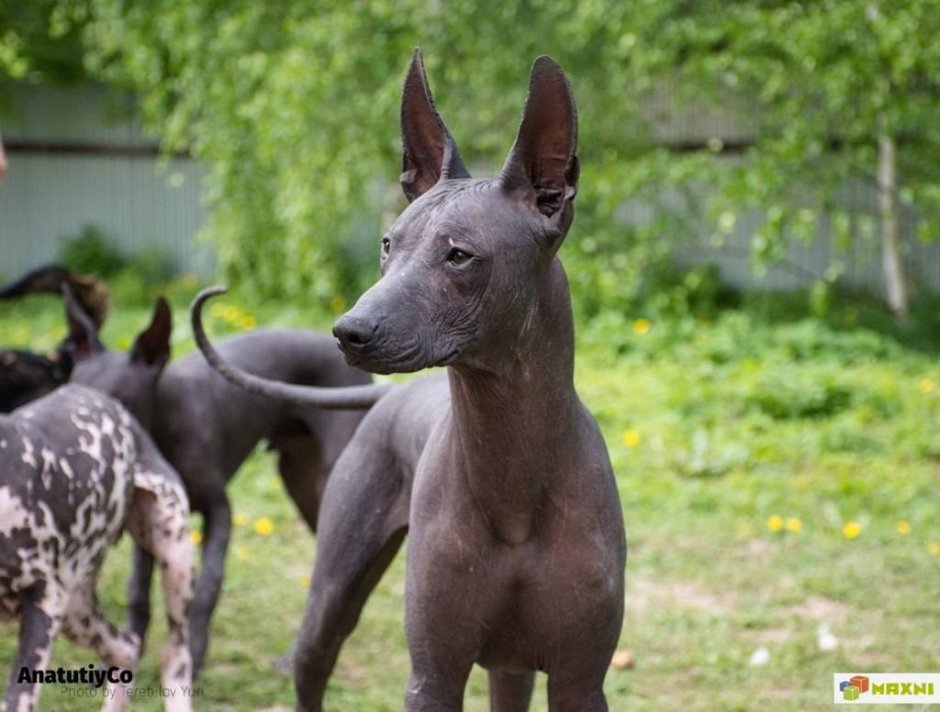 Собака Анубис порода ксолоитцкуинтли