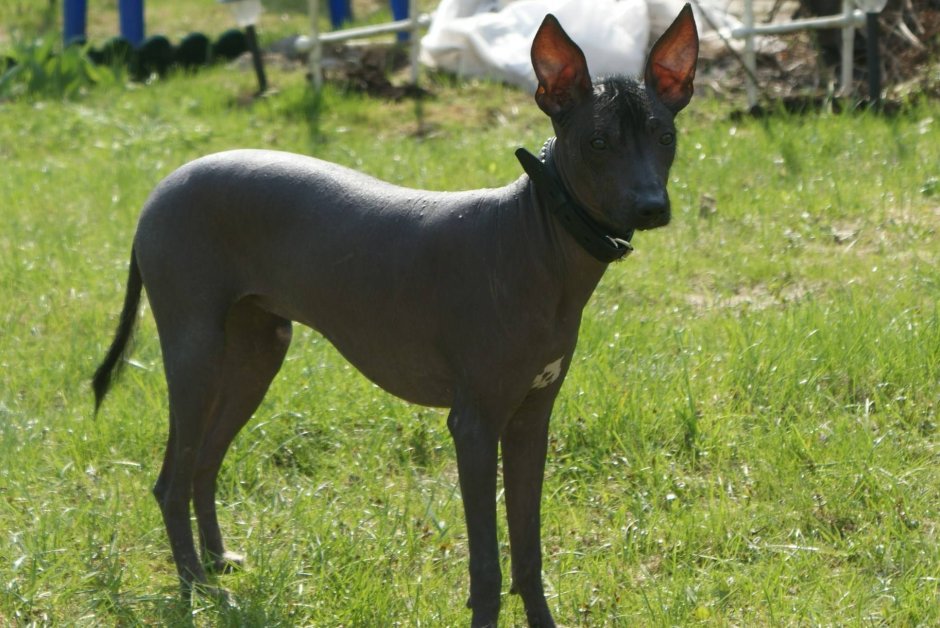 Мексиканская хохлатая Соло