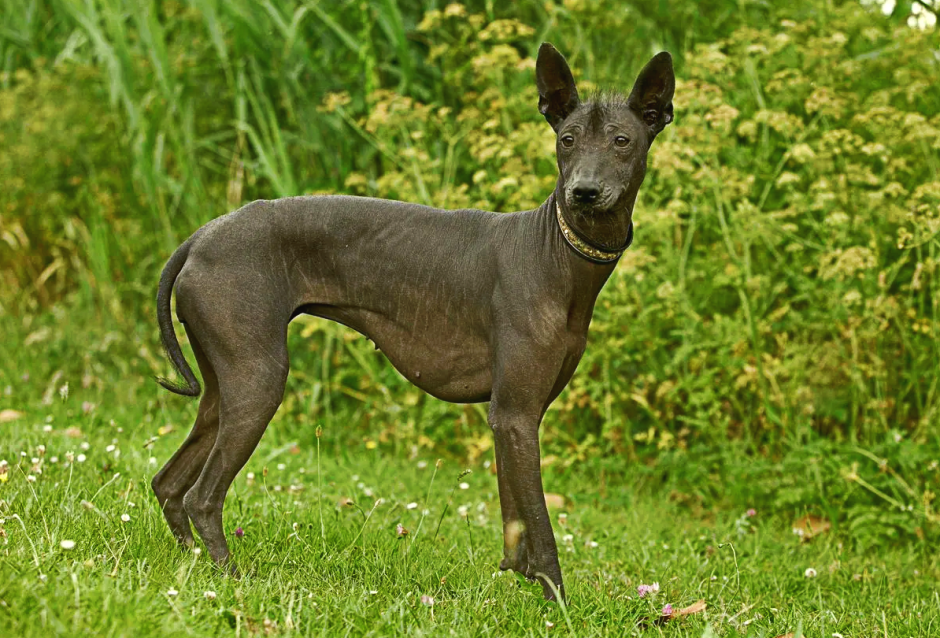 Ксолоитцкуинтли Анубис