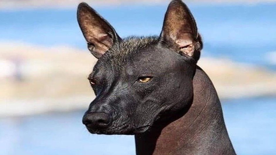 Мексиканская лысая толстая