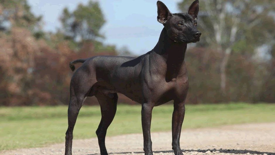 Мексиканская порода собак ксолоитцкуинтли