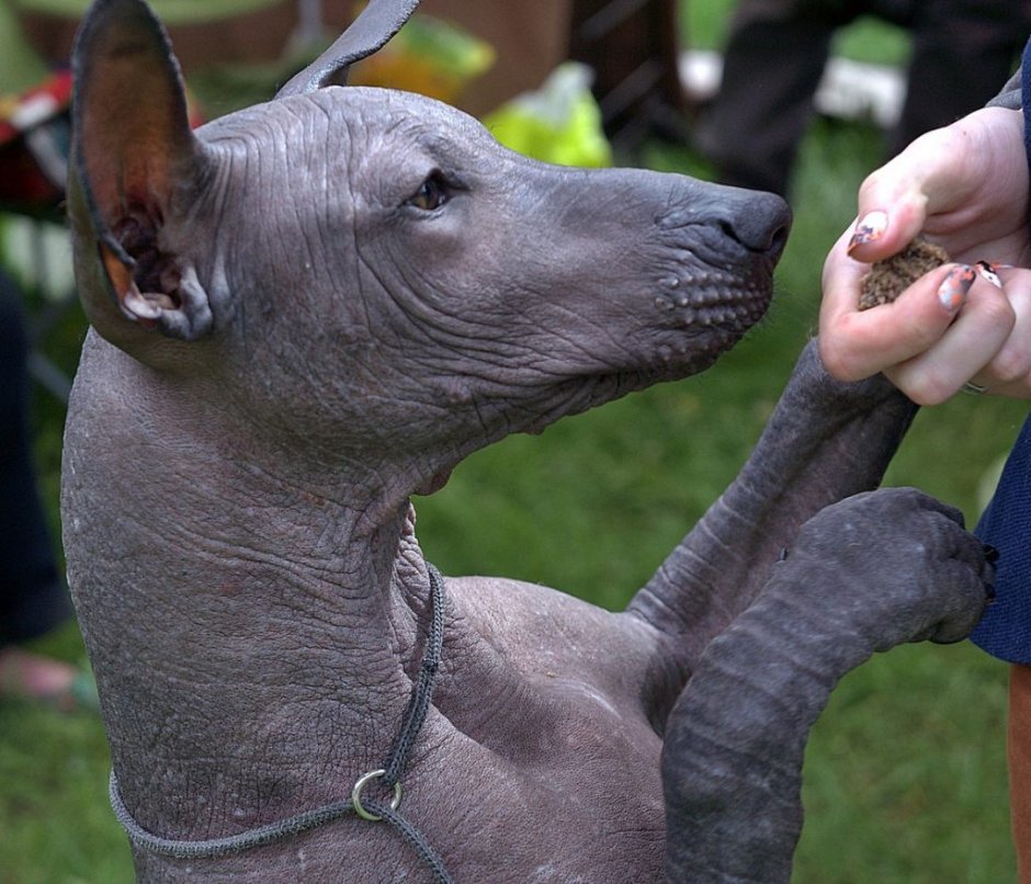 Мексиканская лысая собака ксолоитцкуинтли