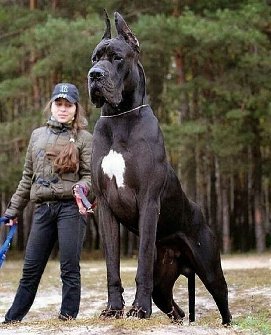 Немецкий дог гигантский Джордж