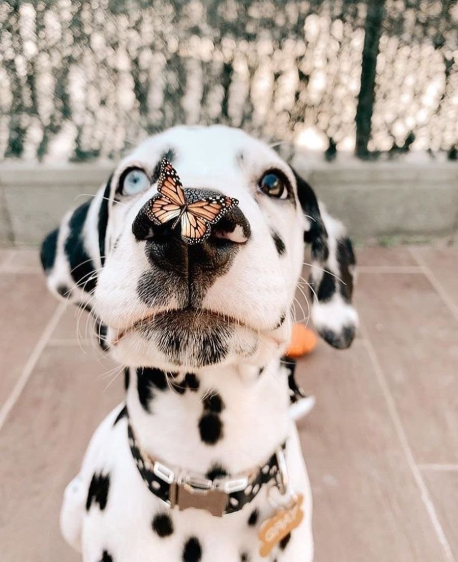 Собака радость