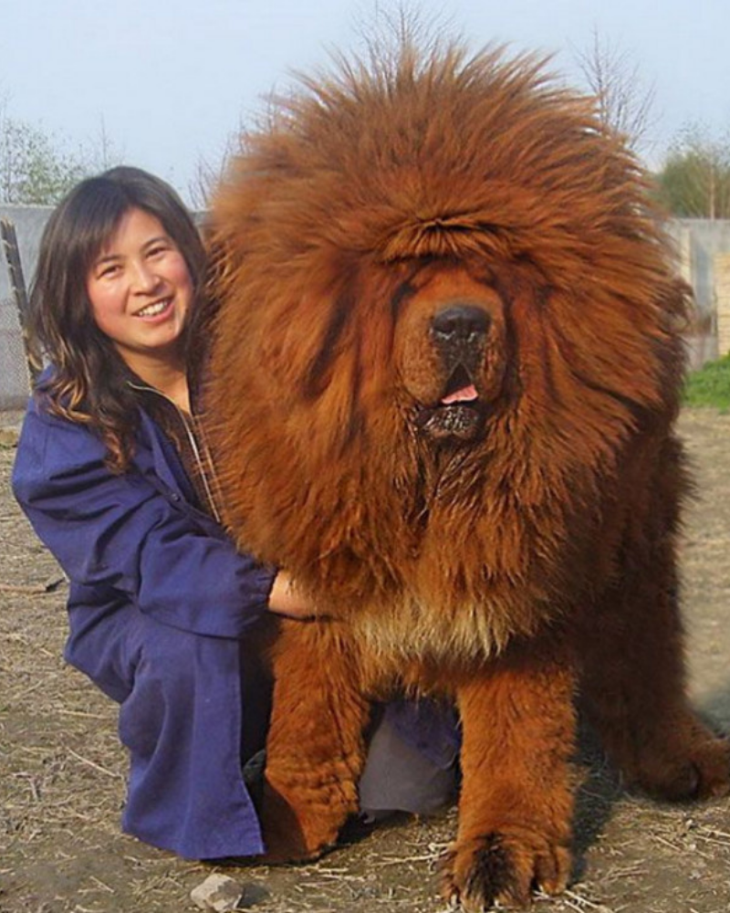 Тибетский мастиф