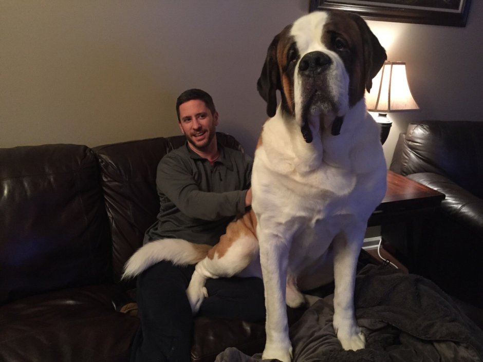 Английский мастиф и Сенбернар