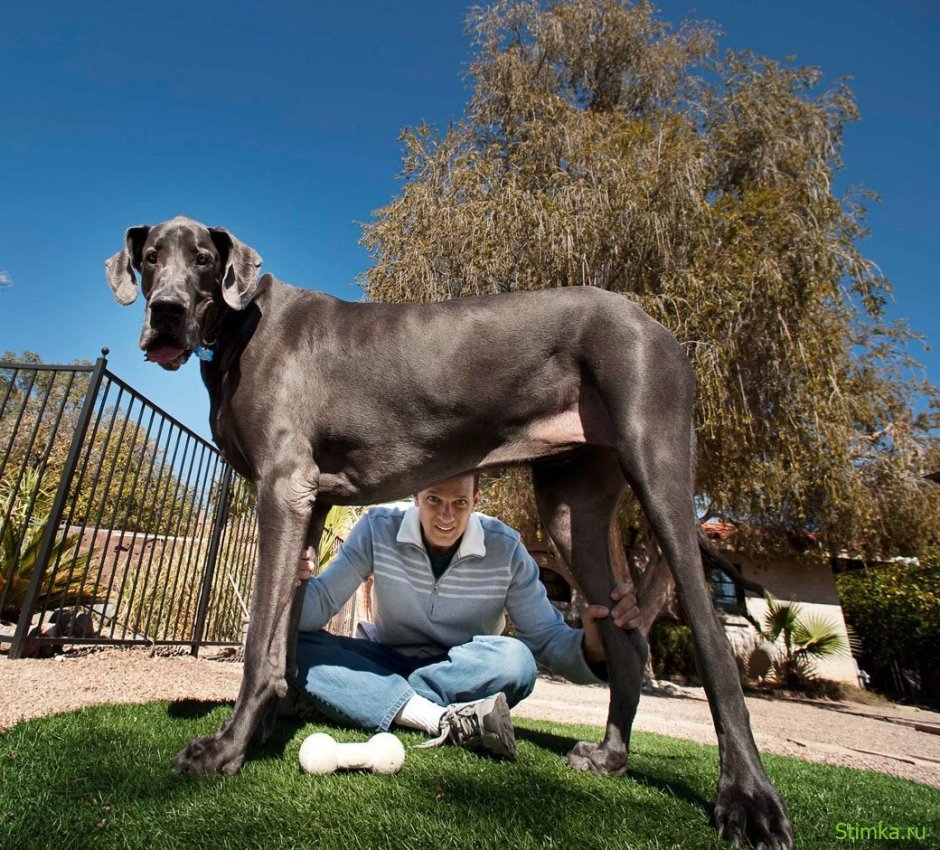 Таксоны собаки