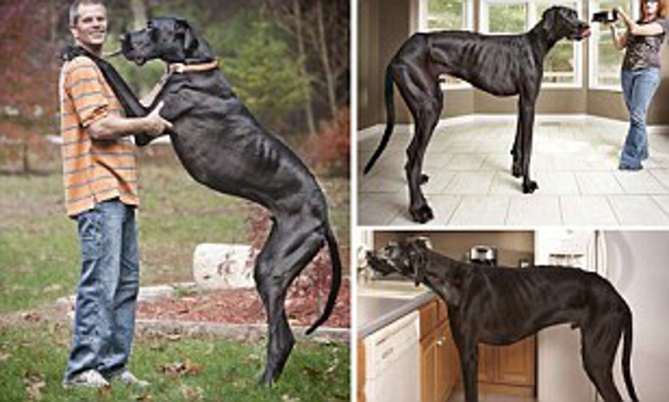 Немецкий дог Зевс рост