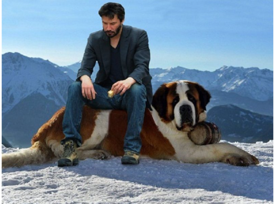 Сенбернар большой