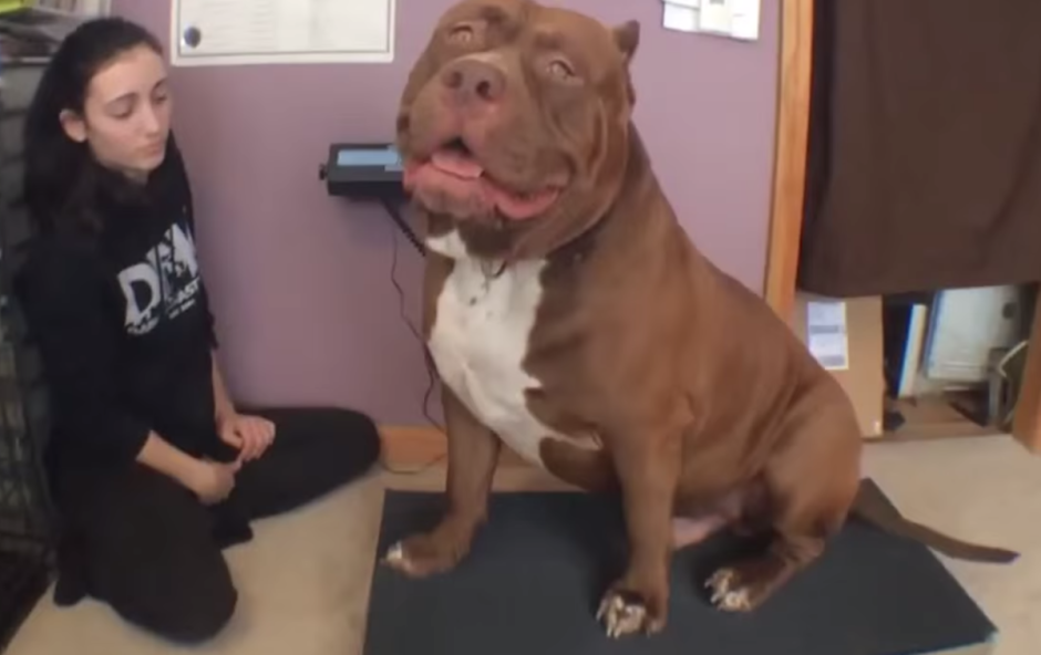 Американский булли самый большой в мире