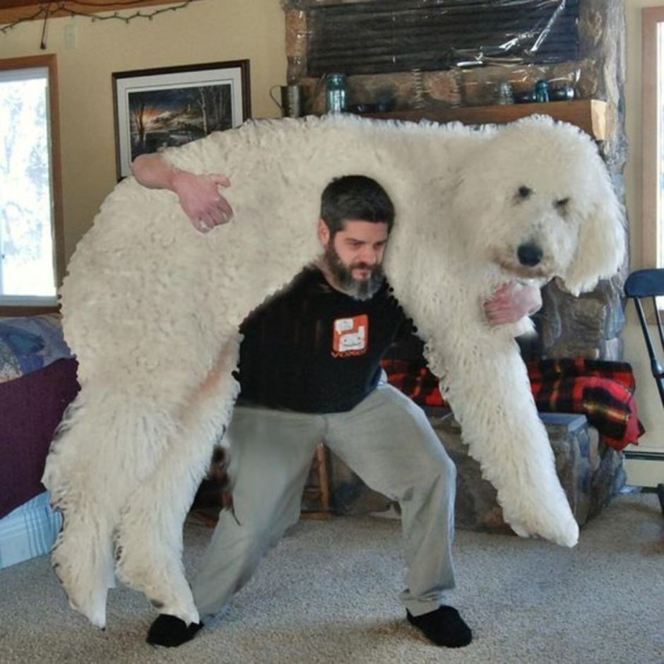 Огромная пушистая собака похожая на медведя