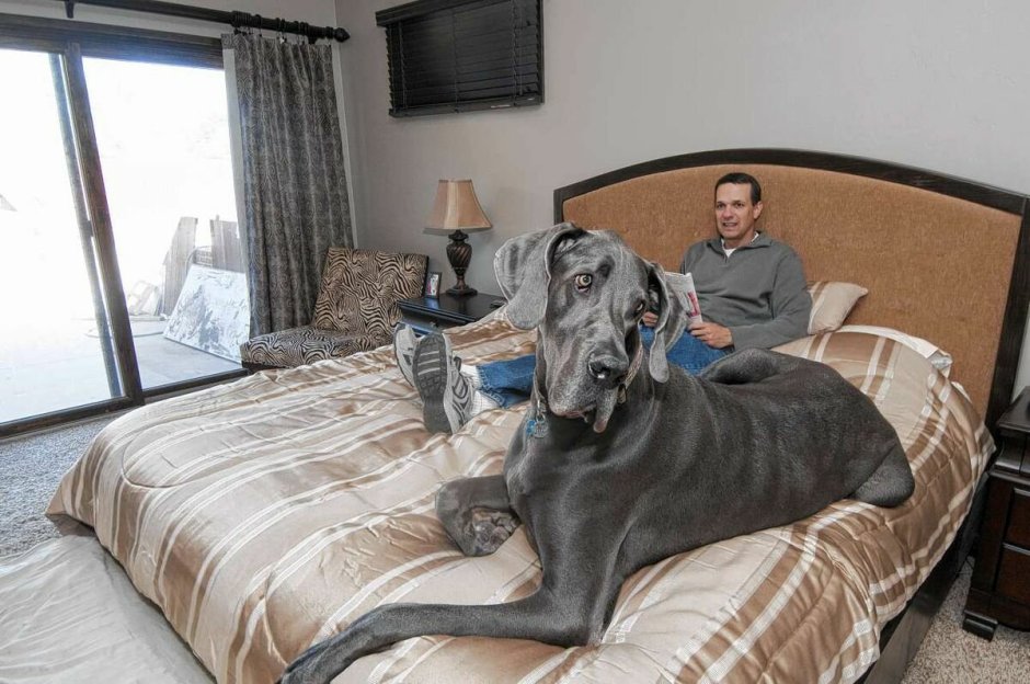 Немецкий дог гигантский Джордж