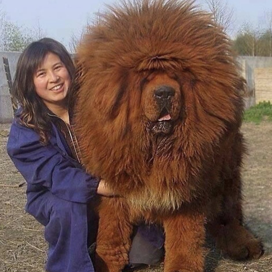 Тибетский мастиф великан