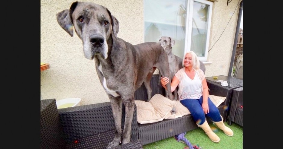 Немецкий дог Фредди самая большая собака в мире