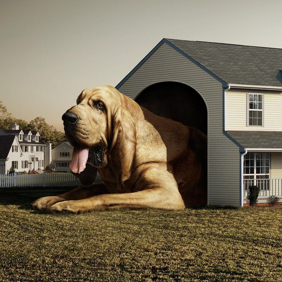 Большие домашние собаки