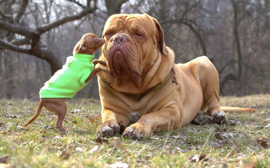 Бордосский дог Хуч