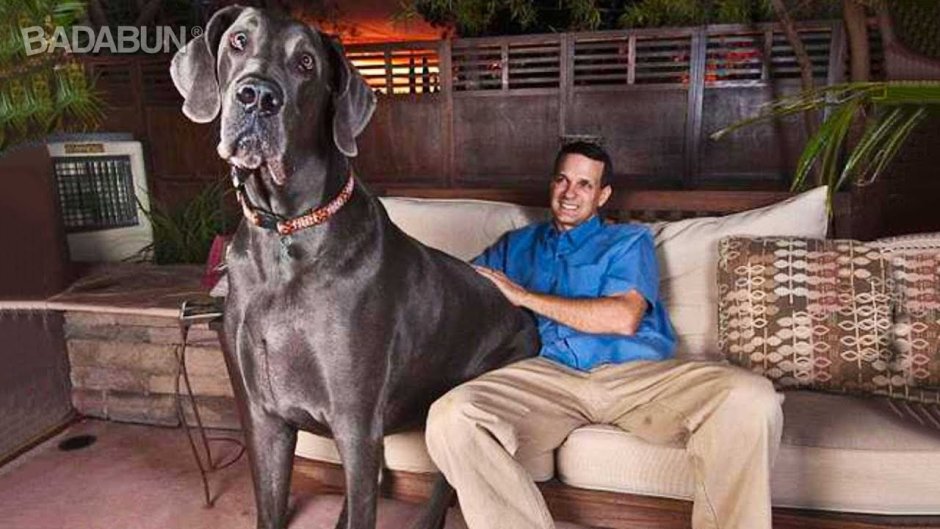 Немецкий дог гигантский Джордж