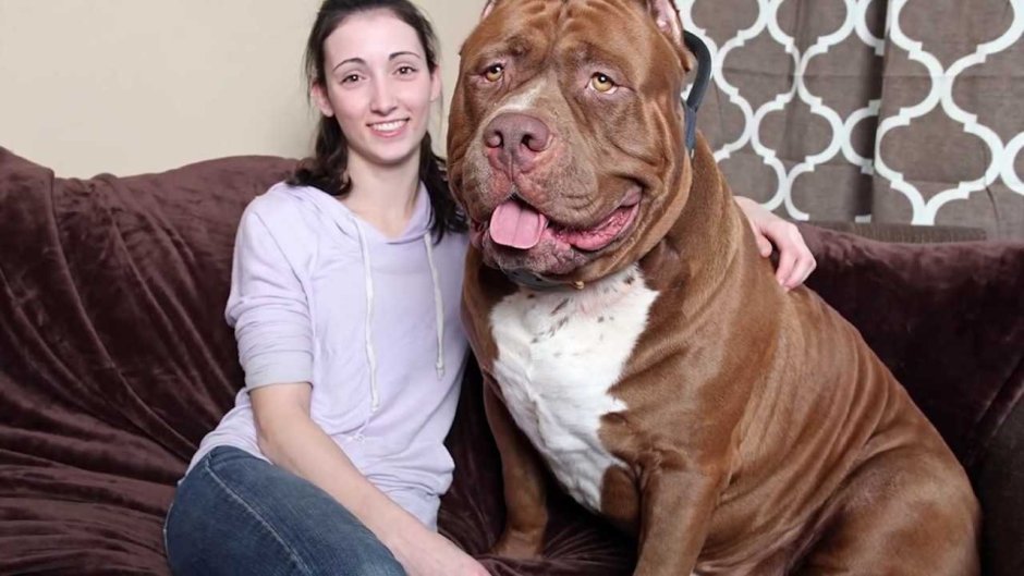 Самые большие собаки