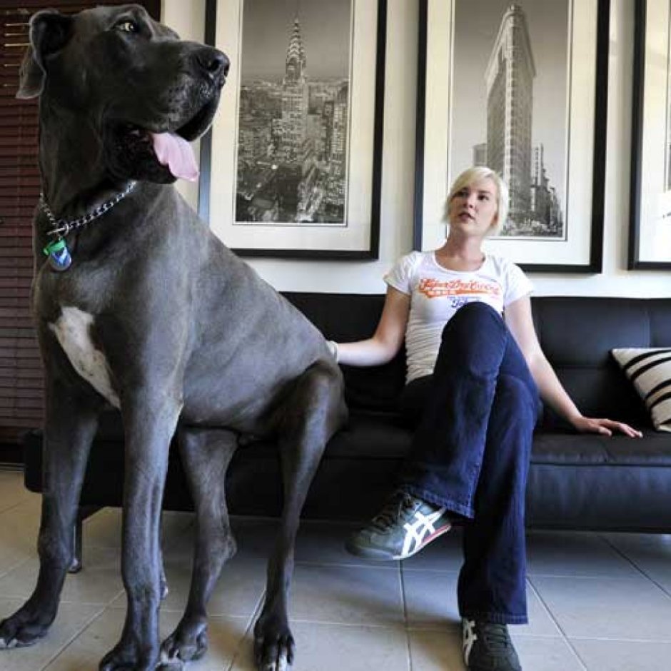 Королевский дог рост