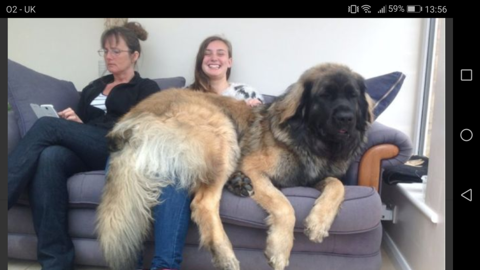 Леонбергер с хозяином