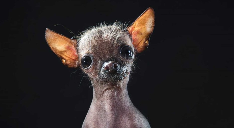 Ксолоитцкуинтли и чихуахуа