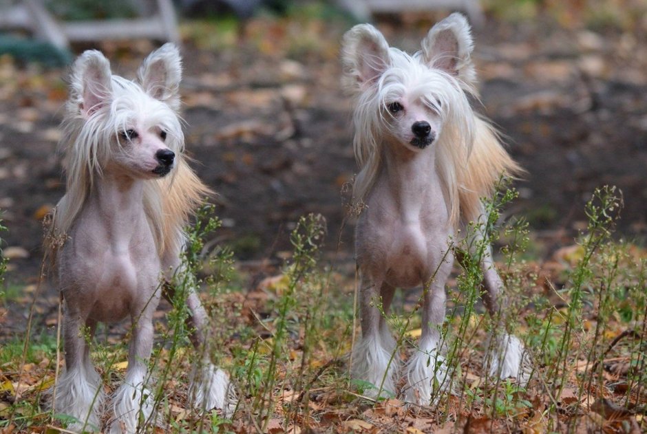 Китайская хохлатая пуховая