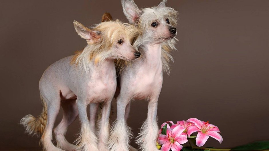 Мексиканский ксоло