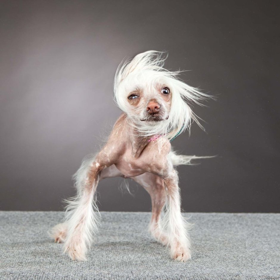 Ксолоитцкуинтли тигровый