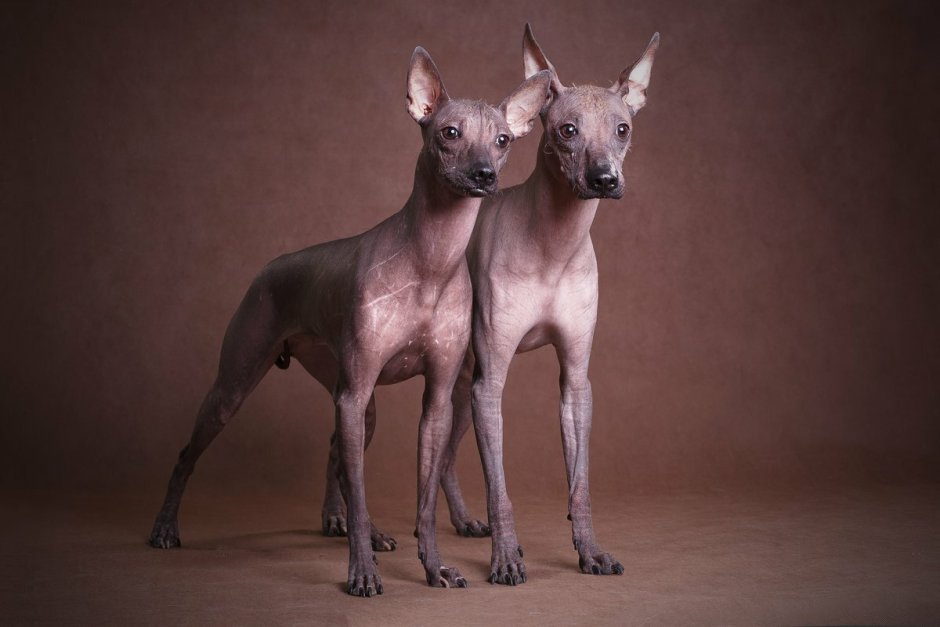 Мексиканский ксоло собака