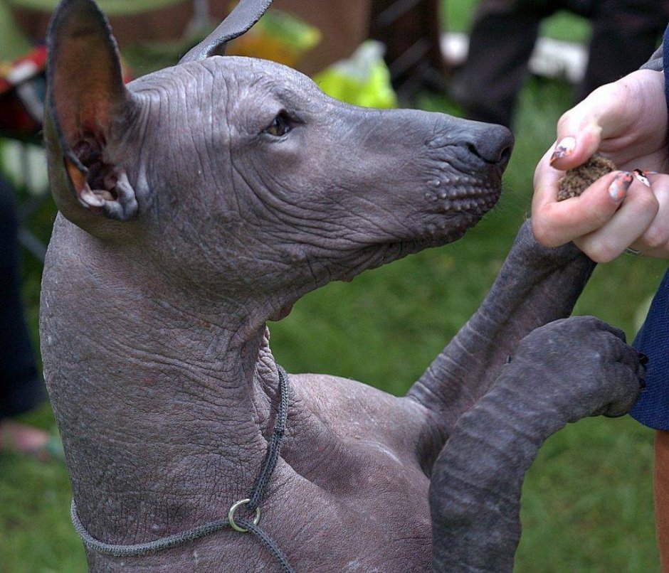 Хохлатая борзая