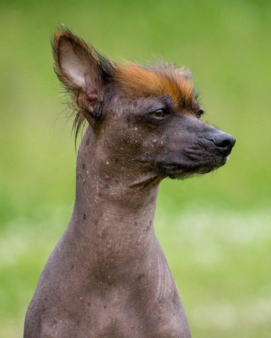 Китайская хохлатая лысая