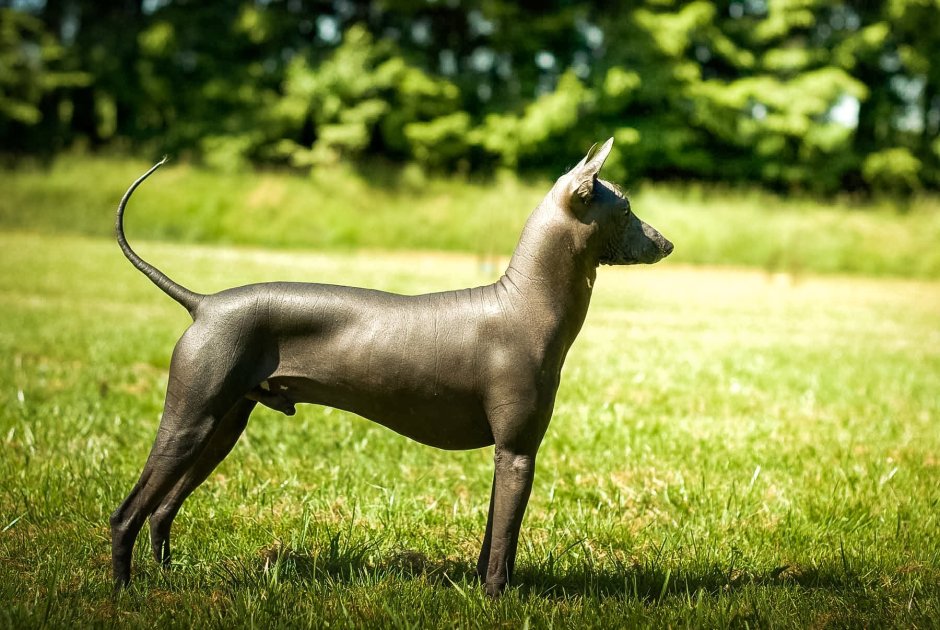 Китайская хохлатая сутулая