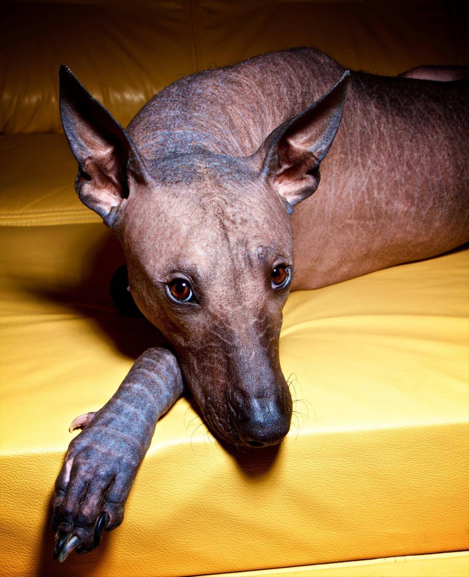 Шишколобый Гнидодав