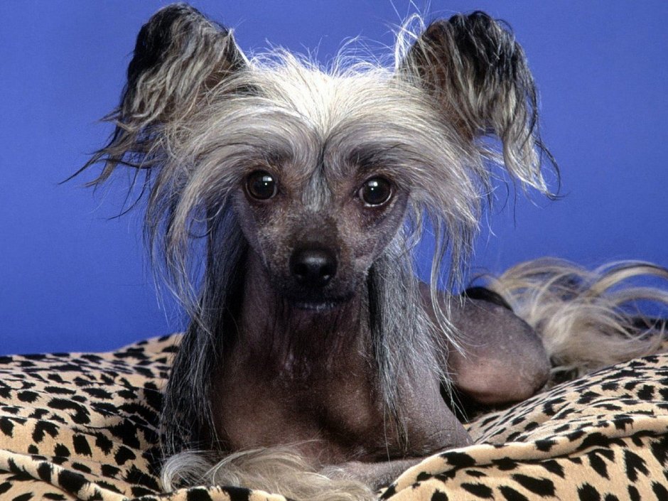 Мексиканская порода собак ксолоитцкуинтли