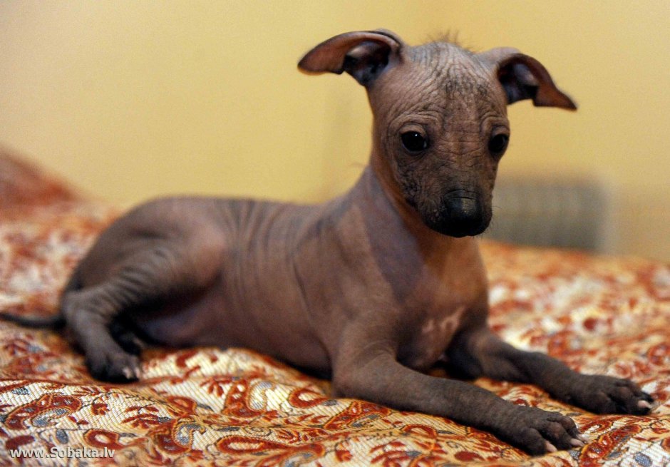 Мексиканская хохлатая собачка