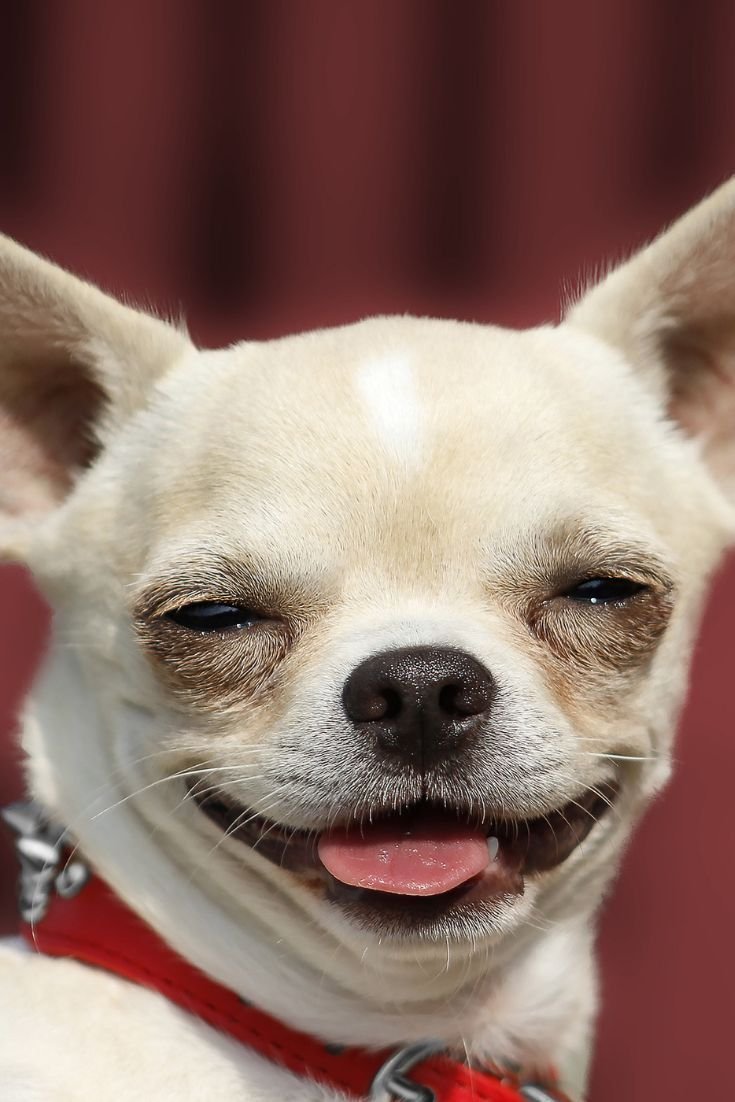 Злая чихуахуа