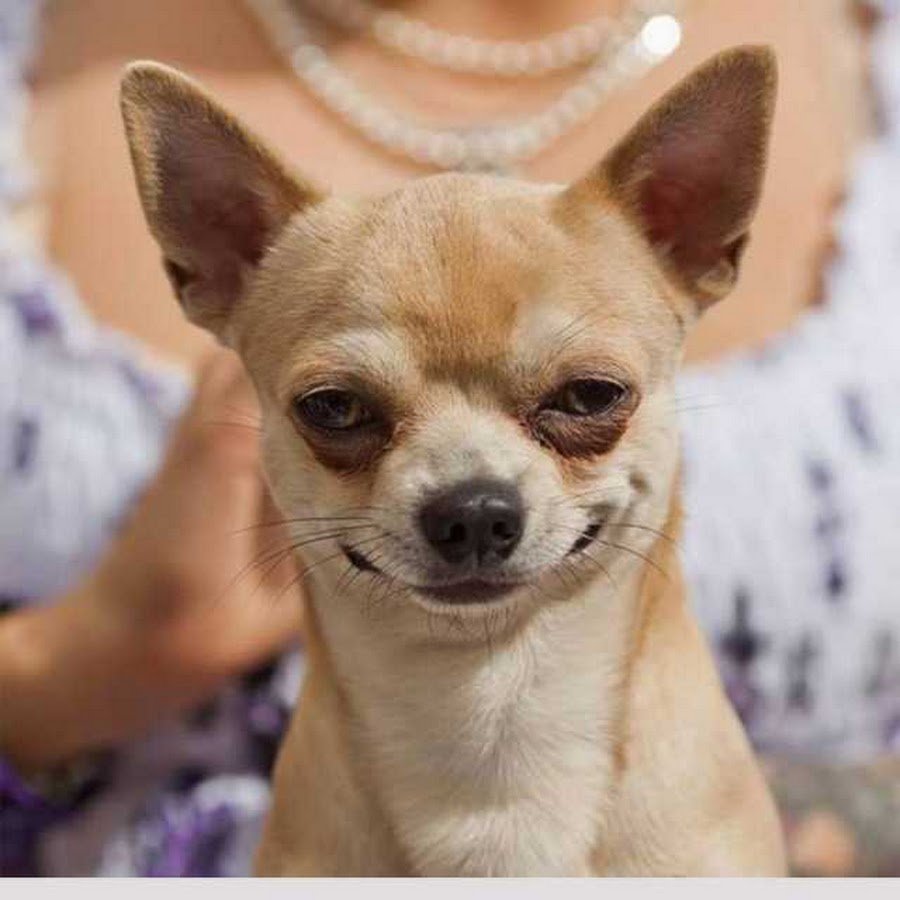 Чихуахуа Бруно