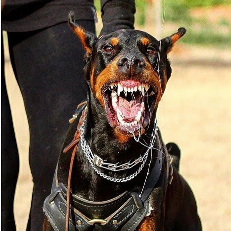 Доберман пинчер злой