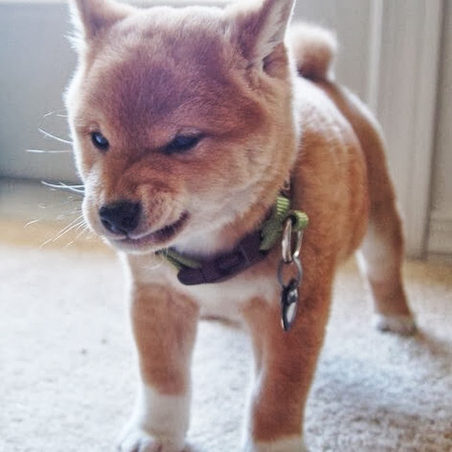 Прикольные небольшие собаки