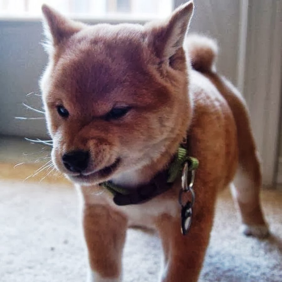 Сиба ину злится