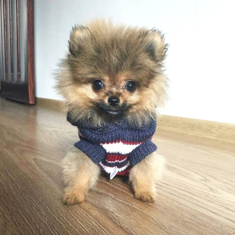 Померанский мини шпиц милые