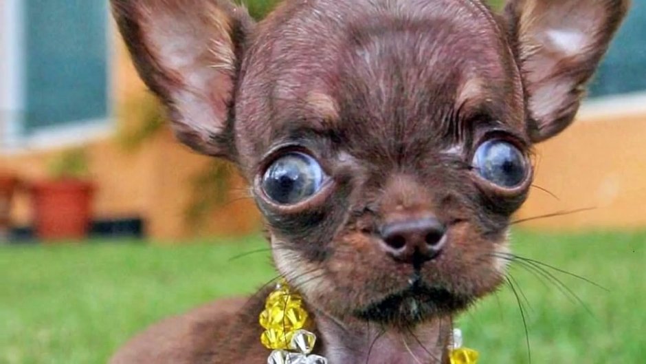 Чихуахуа Милли