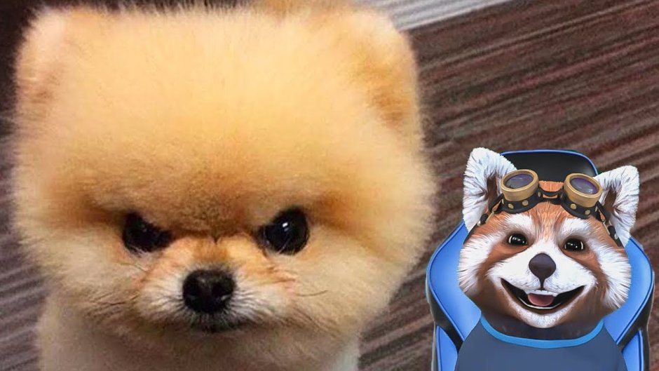 Злой померанский шпиц