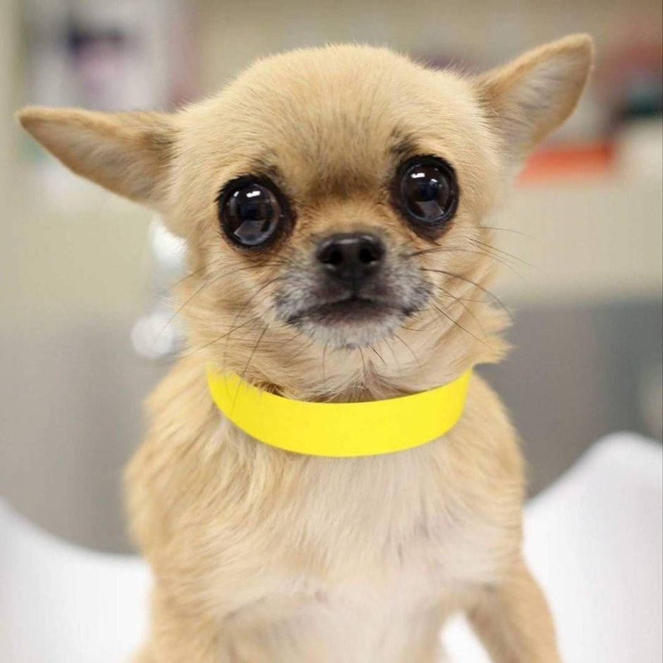 Чихуахуа мини злая