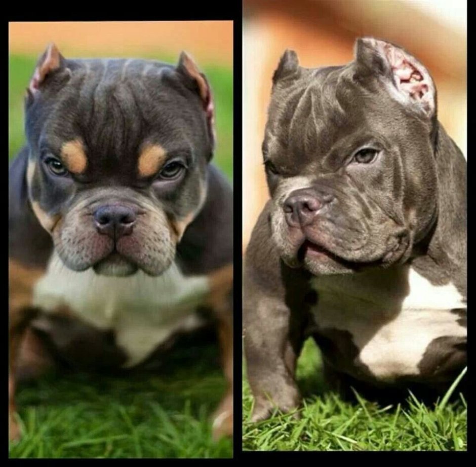 Американский булли щенок злой