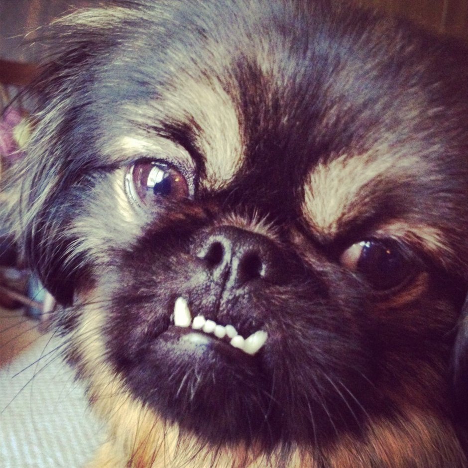 Чубакка это Пекинес