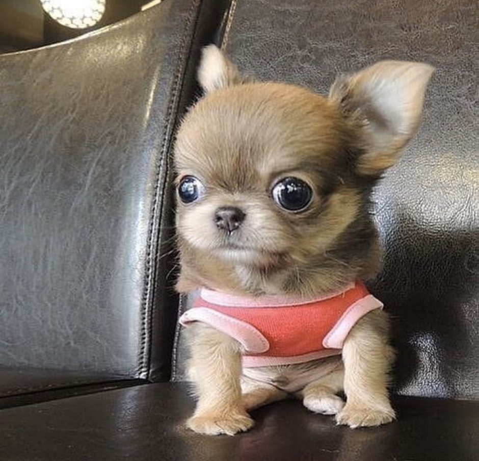 Собачки чихуахуа мини