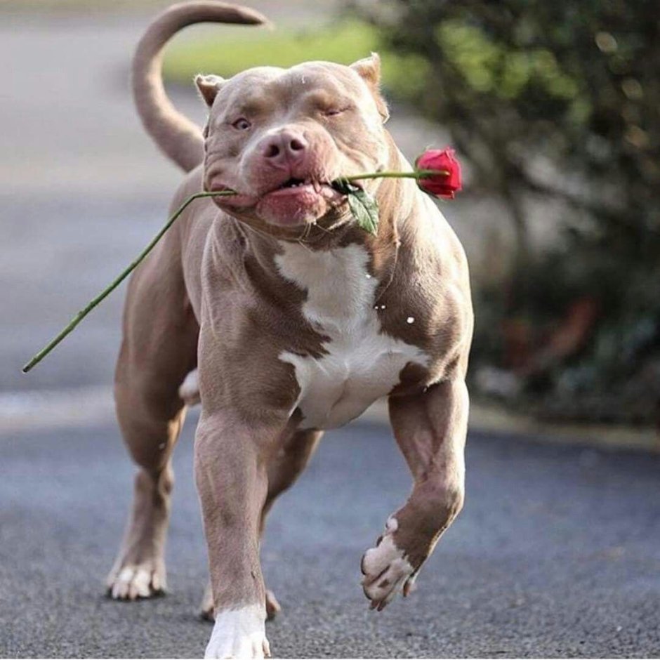 Американский бандог бультерьер